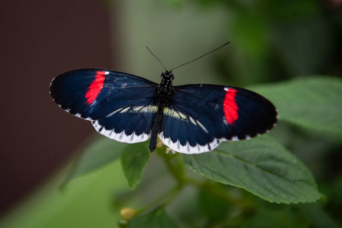Impressionen vom Schmetterlingshaus im Gartencenter Meier in Dürnten